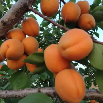 Абрикос ГОЛД РИЧ в Могилёве