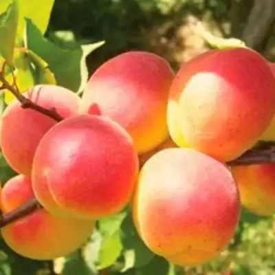 Абрикос NJA-19 в Могилёве