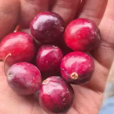 Клюква БАИН 6 в Могилёве