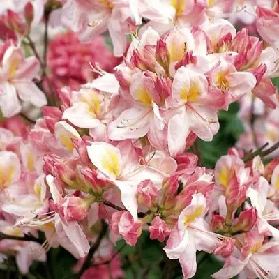 Азалия САТОМИ японская в Могилёве