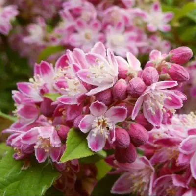 Дейция СТРОБЕРРИ ФИЛДС  в Могилёве