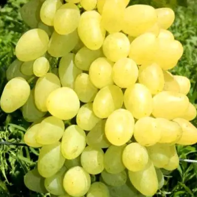 Виноград ЗАРНИЦА в Могилёве