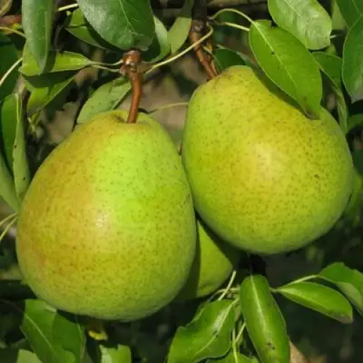 груша Найт-Верт