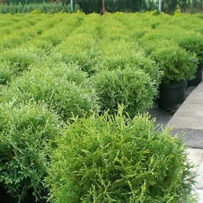 Туя ТИНИ ТИМ западная в Могилёве