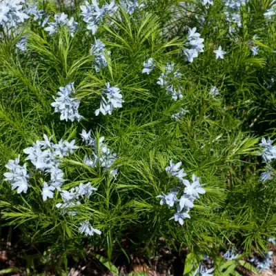 Амсония РЕСНИТЧАТАЯ в Могилёве