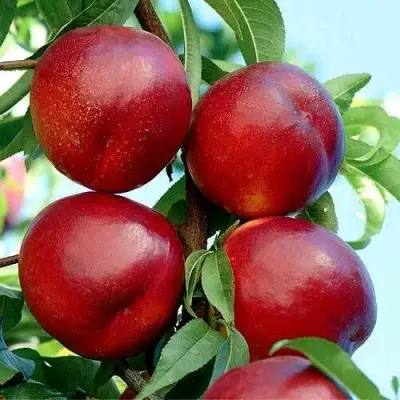 Нектарин БИГ-ТОП в Могилёве