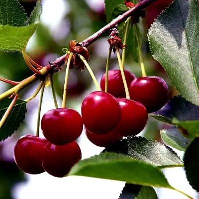 Вишня РИВАЛ в Могилёве