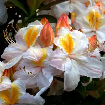 Азалия СИЛЬВЕР СЛИППЕР листопадная в Могилёве