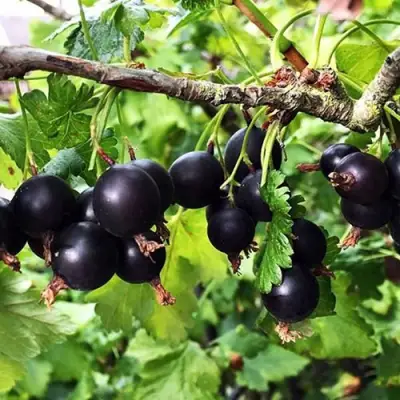 Йошта КРЫМСКАЯ в Могилёве