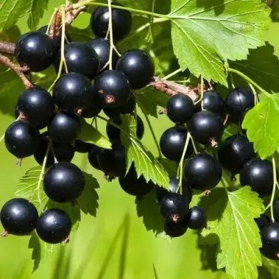 Смородина чёрная БЕЛОРУССКАЯ СЛАДКАЯ в Могилёве