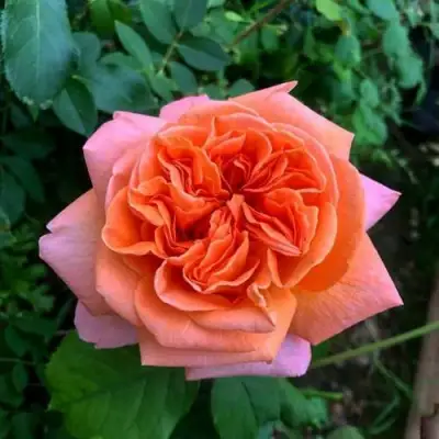 Роза РЕНЕ ГОССИНИ чайно-гибридная в Могилёве