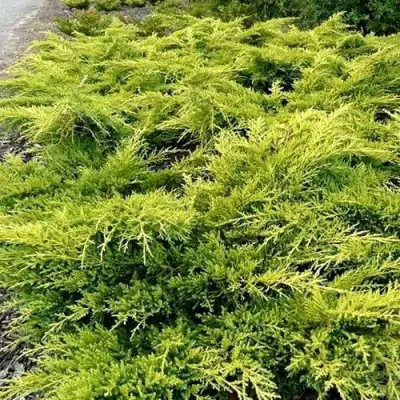 Можжевельник ОЛД ГОЛД средний в Могилёве