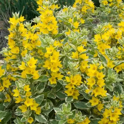 Вербейник АЛЕКСАНДР точечный в Могилёве