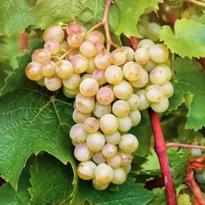 Виноград КРИСТАЛЛ в Могилёве