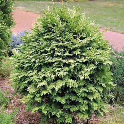 Туя ВАРЕАНА ЛЮТЕСЦЕНС западная в Могилёве