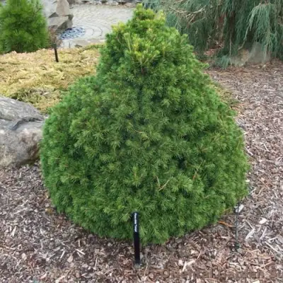 Ель ТОМПА обыкновенная в Могилёве