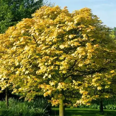 Клен ложноплатановый в Могилёве