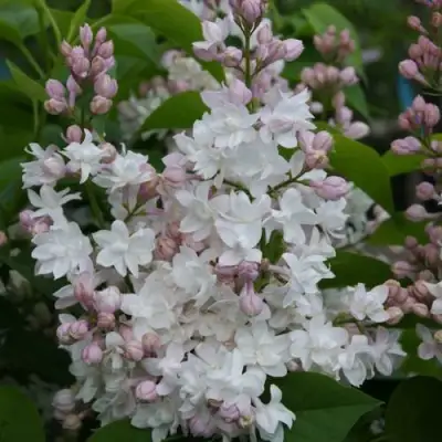 Сирень КРАСАВИЦА МОСКВЫ в Могилёве