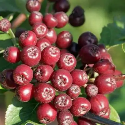 Рябина БУРКА сладкоплодная в Могилёве