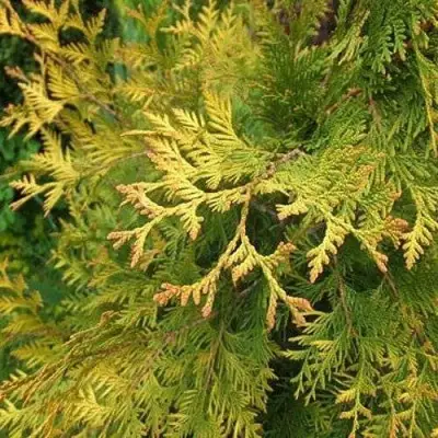 Туя ГОЛДЕН БРАБАНТ западная в Могилёве