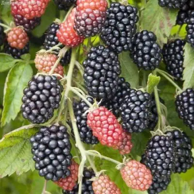 Ежевика НЕБЕСА МОГУТ ПОДОЖДАТЬ бесшипная  в Могилёве