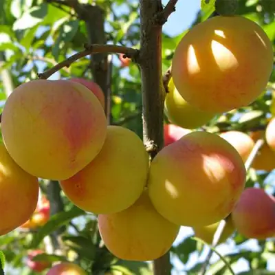 Слива ВЕТРАЗЬ-2 в Могилёве