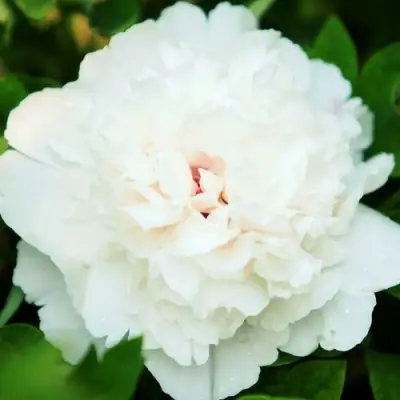 Пион СНЕЖНАЯ КРЕПОСТЬ древовидный в Могилёве