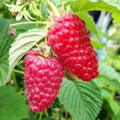 Малина ПШЕХИБА в Могилёве