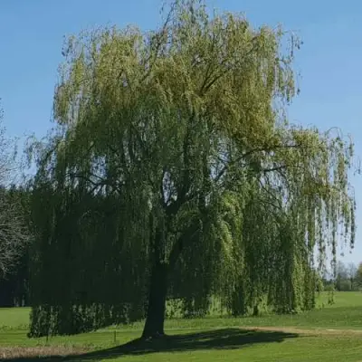 Ива белая в Могилёве
