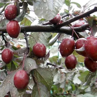 Слива НИГРА растопыреная в Могилёве