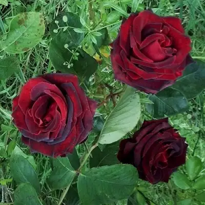 Роза ПАПА МЕЙЯН чайно-гибридная в Могилёве