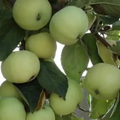 Яблоня ПАПИРОВКА в Могилёве