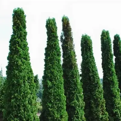 Туя ДЕГРУТ СПАЙР западная в Могилёве