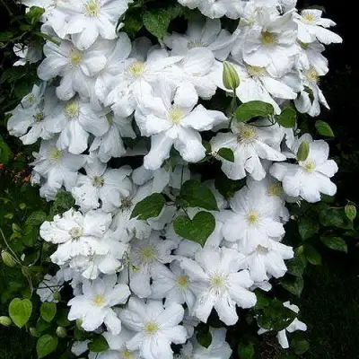 Клематис ТОКИ в Могилёве