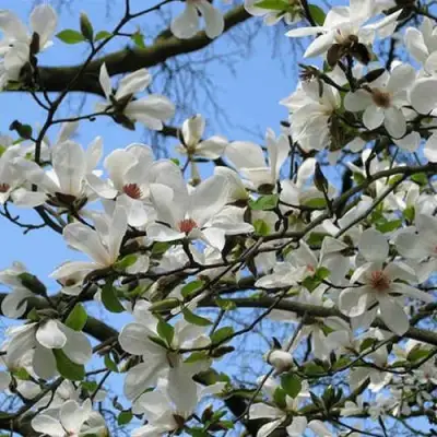 Магнолия АЛЬБА СУПЕРБА в Могилёве