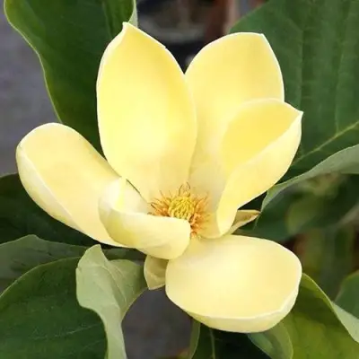 Магнолия ЕЛЛОУ ЛАНТЕРН в Могилёве