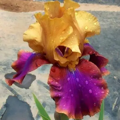 Ирис ГАЛА МАДРИД бородатый в Могилёве