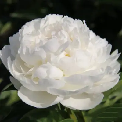 Пион СНЕЖНАЯ КРЕПОСТЬ древовидный в Могилёве