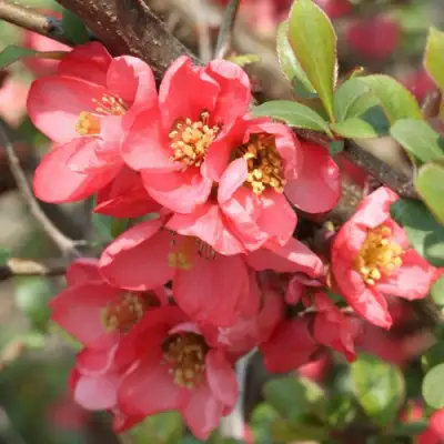 Айва ПИНК КВИН в Могилёве