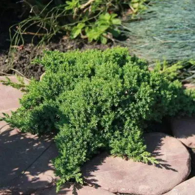 Можжевельник АВАСИ лежачий  в Могилёве