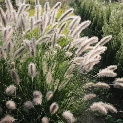 Пеннисетум ЛЕДИ Ю в Могилёве