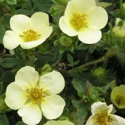 Лапчатка ЭЛИЗАБЕТ кустарниковая в Могилёве