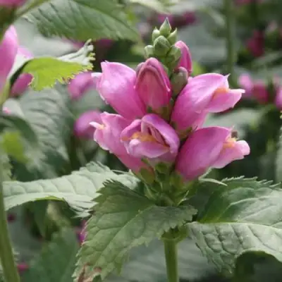 Хелоне КОСАЯ в Могилёве