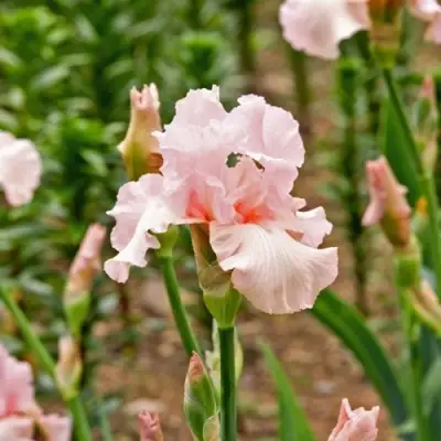 Ирис ПИНК ХОРАЙЗОН бородатый в Могилёве
