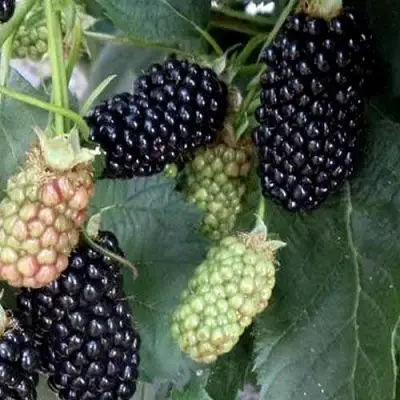 Ежевика ПРАЙМ АРК ФРИДОМ ремонтантная  в Могилёве