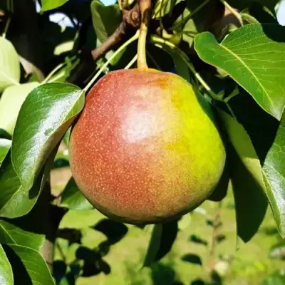 Груша КУПАЛА в Могилёве