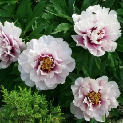 Пион КОРА ЛУИЗА ито-гибрид в Могилёве