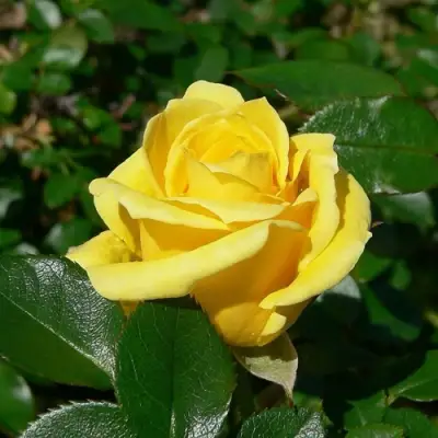 Роза ПАПИЛОН чайно-гибридная в Могилёве