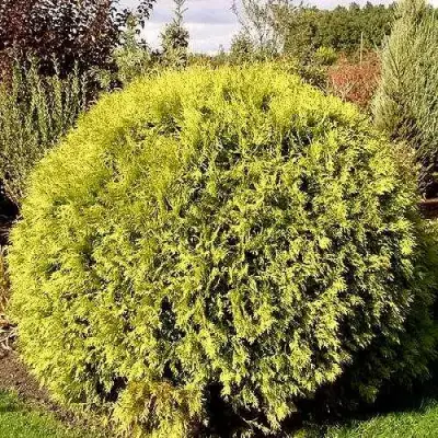 Туя ГЛОБОЗА АУРЕА западная в Могилёве