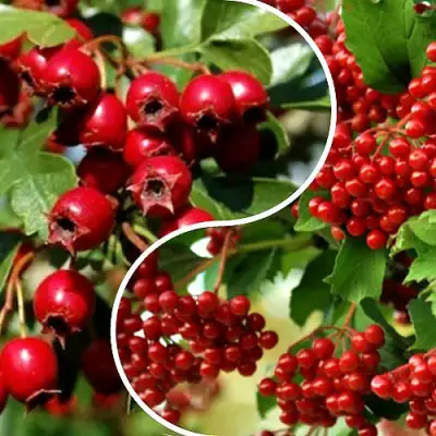 Комплект БУДЬ ЗДОРОВ в Могилёве